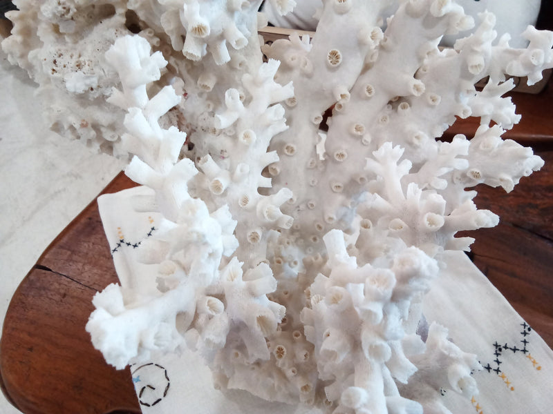 Vintage White Octopus Coral- 18"