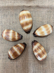 Chocolate Banded Cowrie 2-2.5