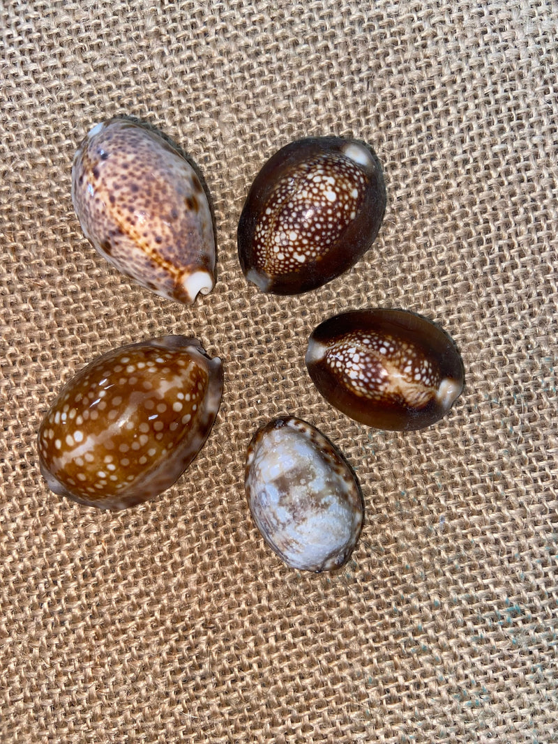 Snakehead Serpents Head Cowrie Cowry Shells Polished Rich Chocolate Brown Cyprea Sea Shell Supplies Seashell Crafts Jar Filler DIY Jewelry