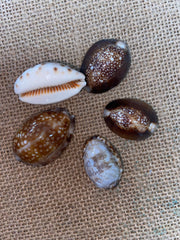 Snakehead Serpents Head Cowrie Cowry Shells Polished Rich Chocolate Brown Cyprea Sea Shell Supplies Seashell Crafts Jar Filler DIY Jewelry