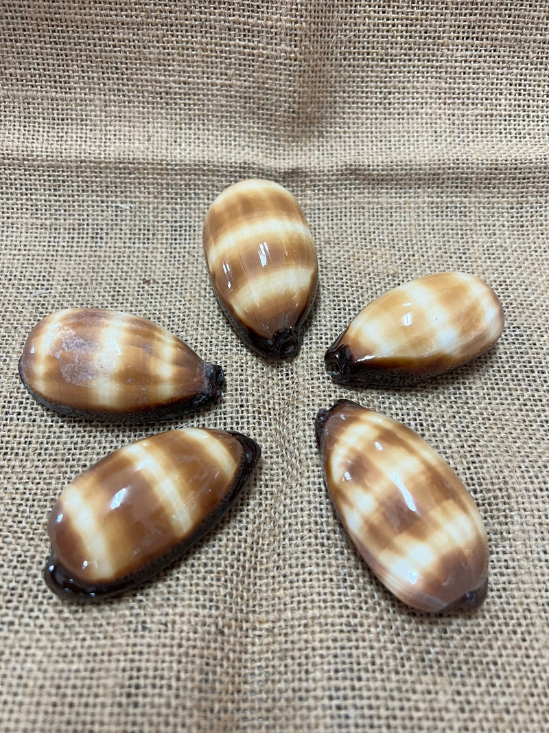 Chocolate Banded Cowrie 2-2.5" Talparia Talpa Cowry Mollusk Sea Ocean Beach Banded Stripped Brown Tan Cream Display Craft DIY Garden Snail
