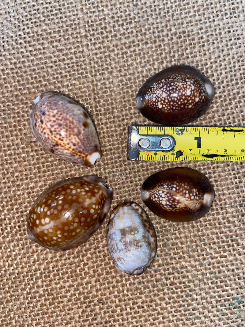 Snakehead Serpents Head Cowrie Cowry Shells Polished Rich Chocolate Brown Cyprea Sea Shell Supplies Seashell Crafts Jar Filler DIY Jewelry