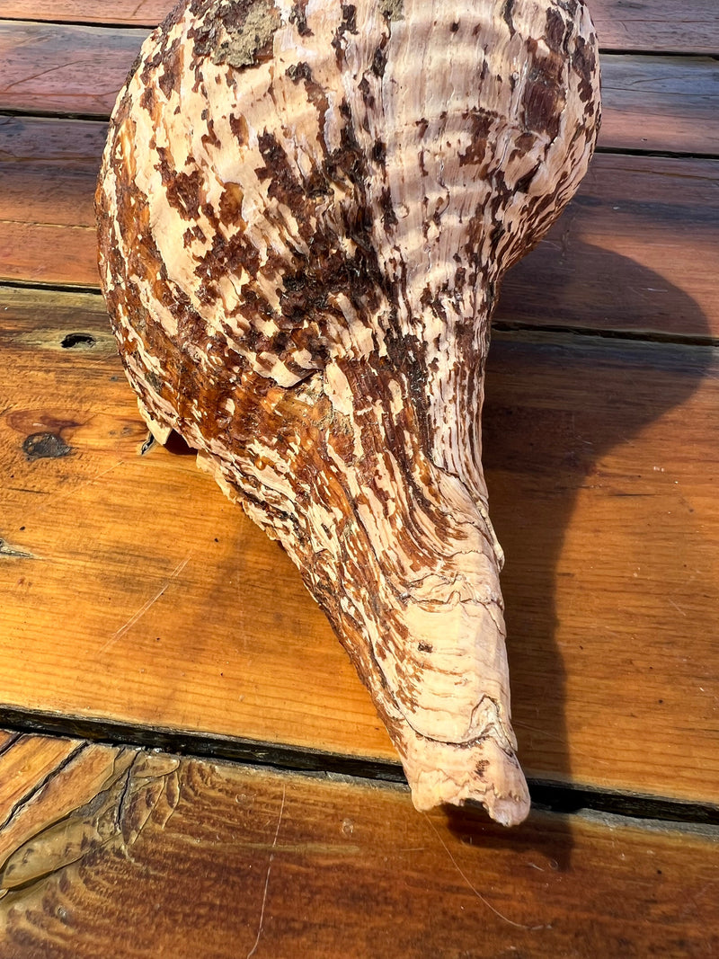 Melanistic Horse Conch Shell- 11.5"