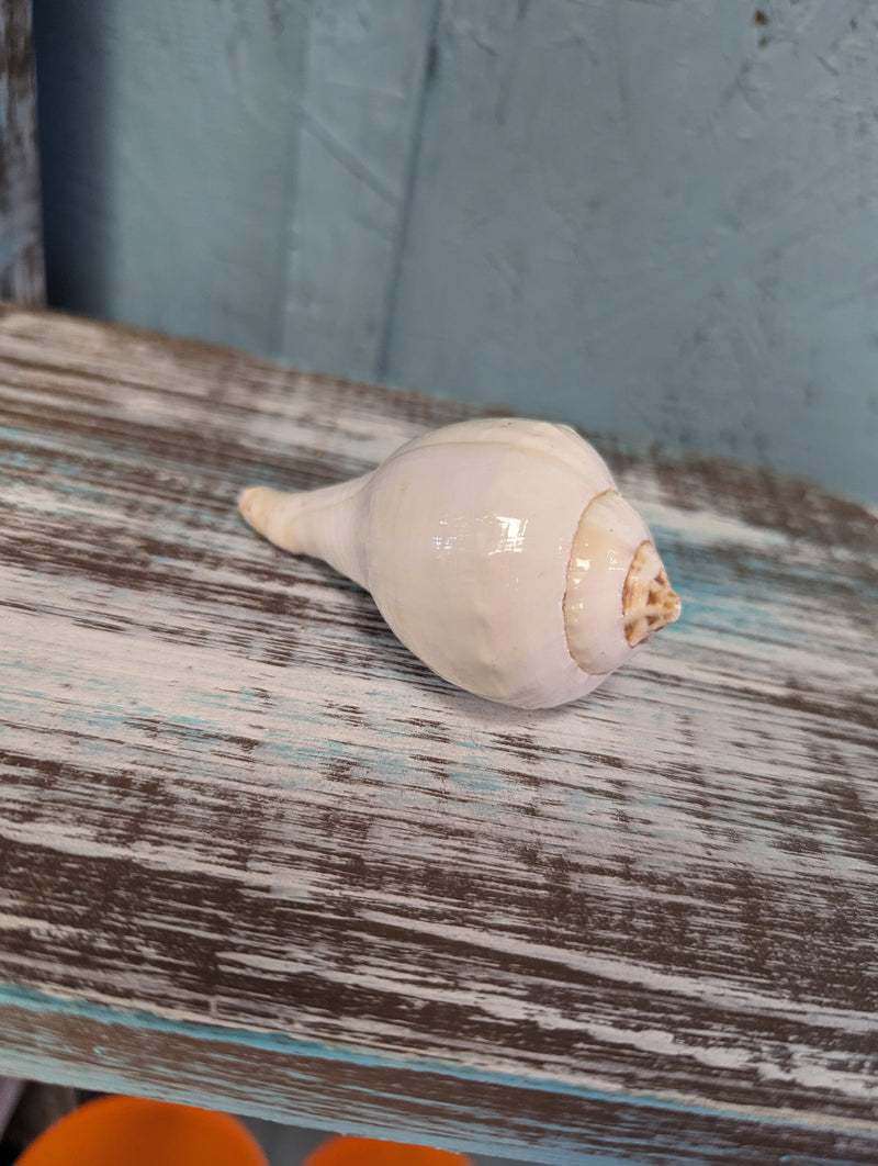 Vintage Turbinella Pyrumnapus pyrum Divine Conch Specimen Brown White Chank Religion Special Collectible Sacred Indian Ocean Seashell RARE