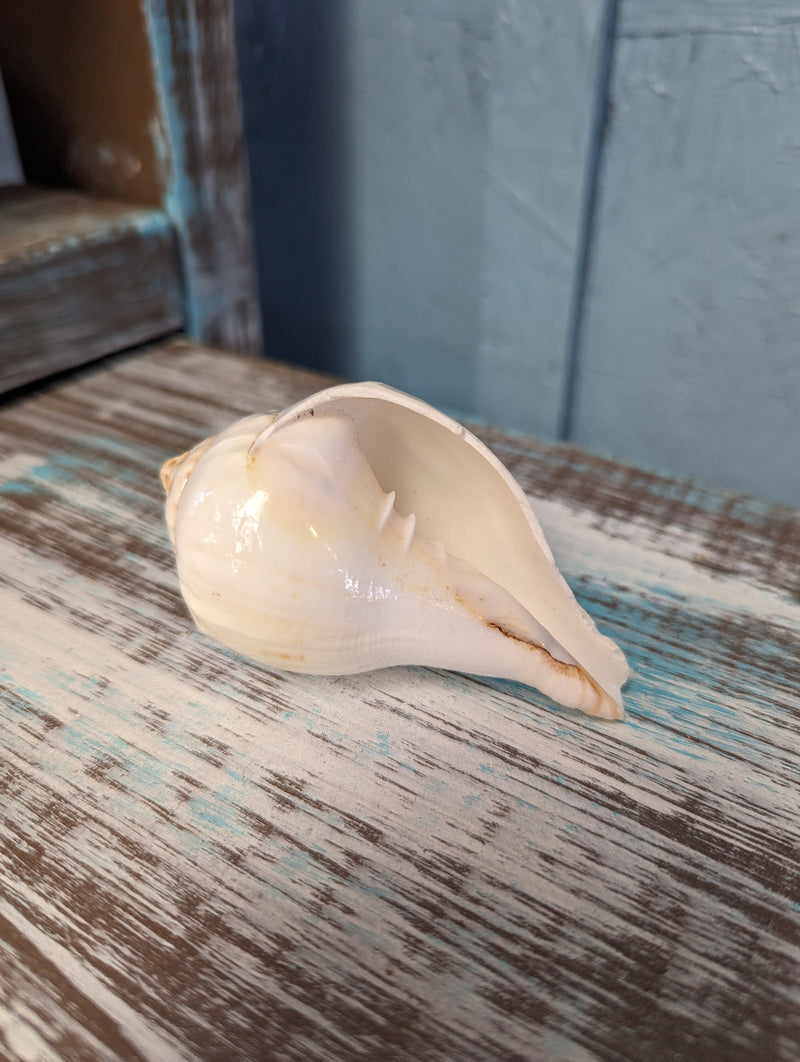 Vintage Turbinella Pyrumnapus pyrum Divine Conch Specimen Brown White Chank Religion Special Collectible Sacred Indian Ocean Seashell RARE