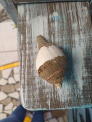 Vintage Turbinella Pyrumnapus pyrum Divine Conch Specimen Certification Brown White Chank Periostracum Sacred Indian Ocean Seashell RARE