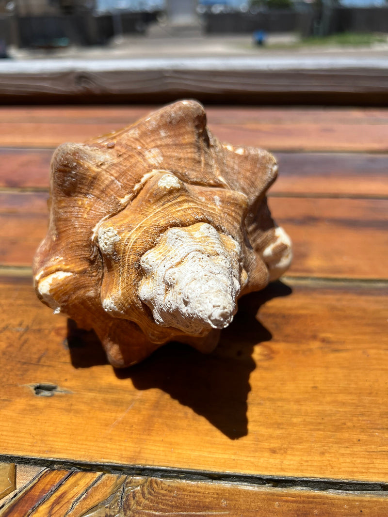 Massive 9.5" West Indian With Periostracum Chank Shell Coastal Beach Ocean Decor Conch Spiral Top Material  Sacred Turbinella angulata