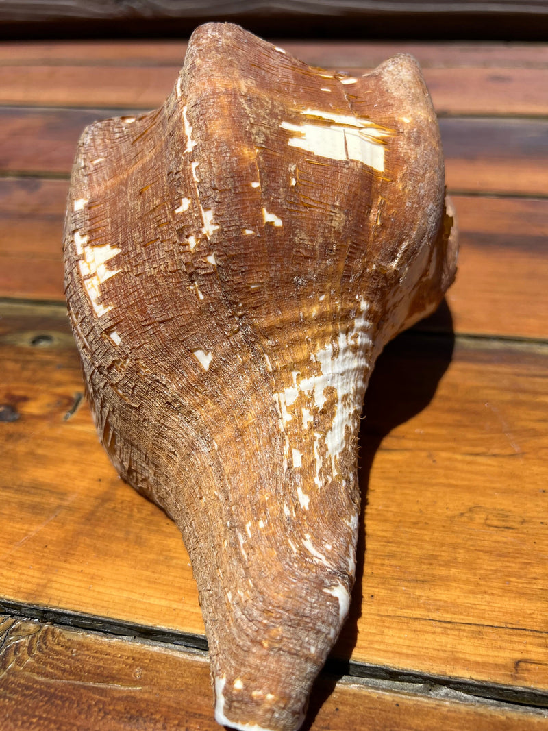 Massive 9.5" West Indian With Periostracum Chank Shell Coastal Beach Ocean Decor Conch Spiral Top Material  Sacred Turbinella angulata