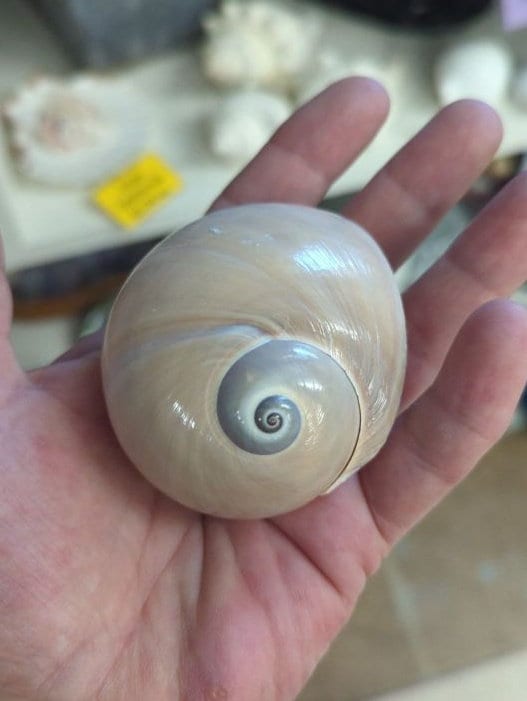 Large Whales Eye Snail Shells