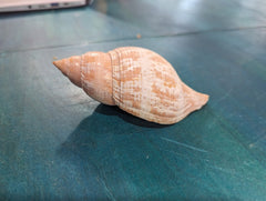 Fasciolaria Tulip Vintage Shell