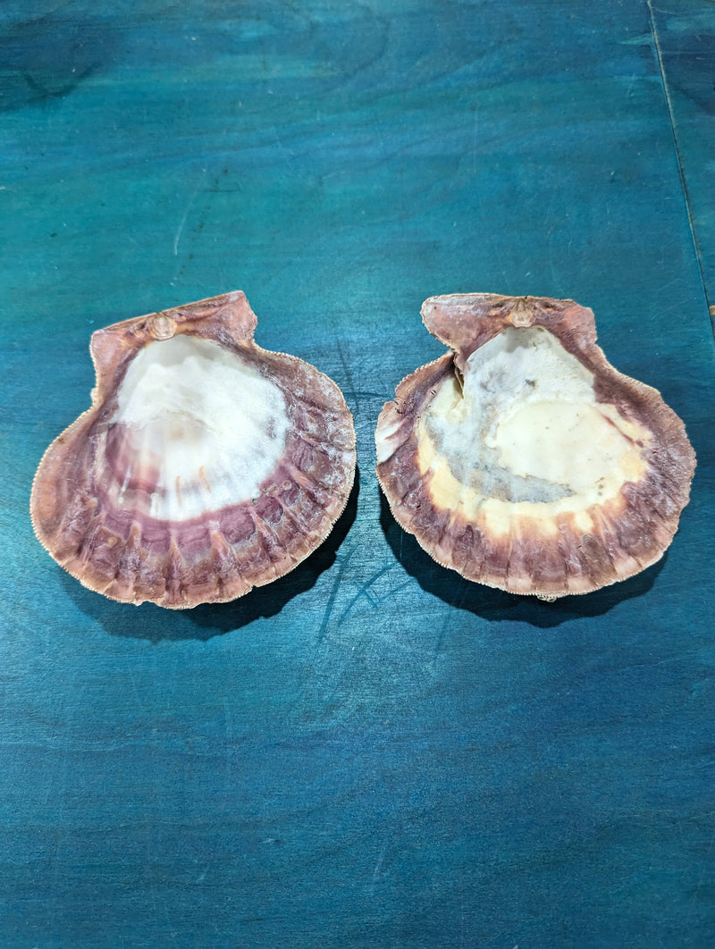 Natural Lion Paw Scallop PAIR