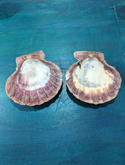 Natural Lion Paw Scallop PAIR