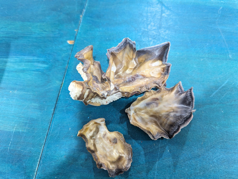 Rare Zig Zag Oyster Shell Cock's Comb Pair