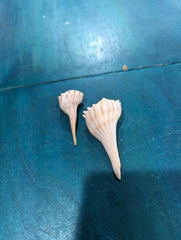 Busycoarctum coarctatum Turnip Whelk Pair