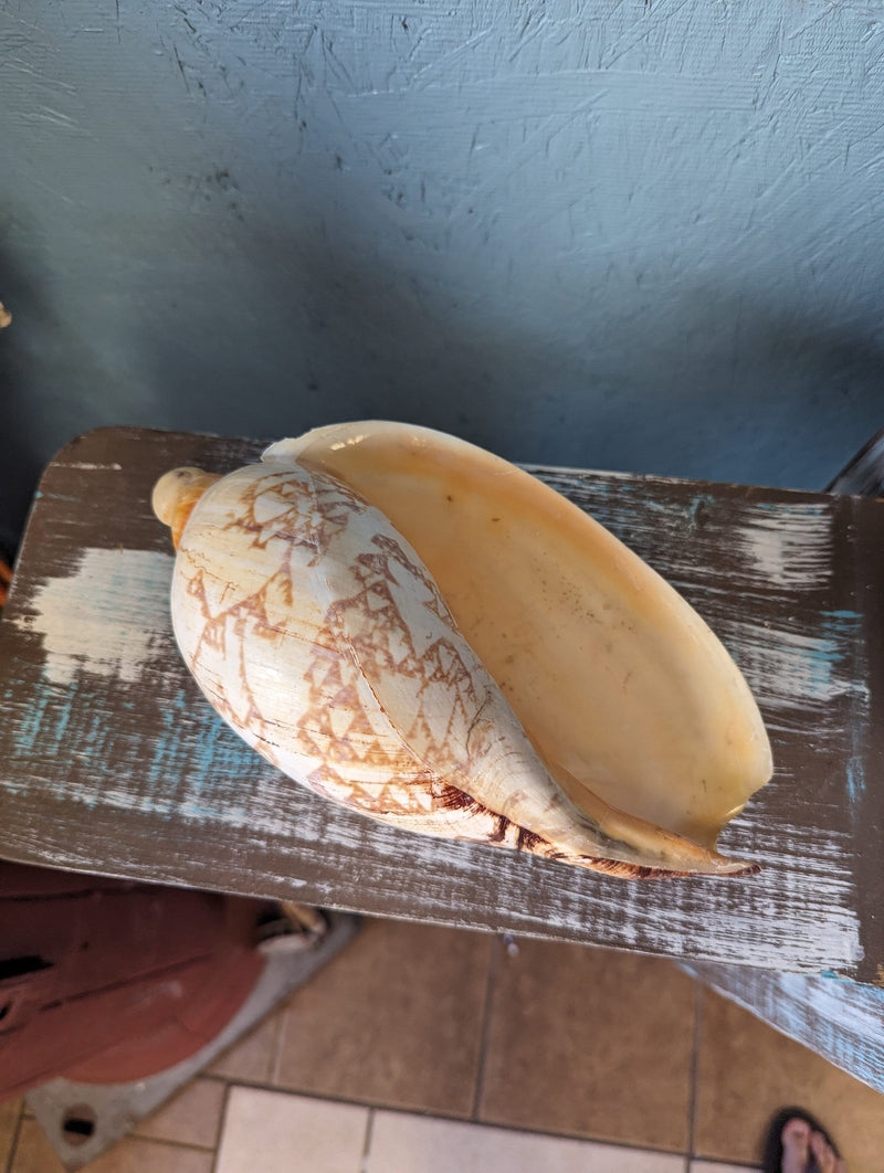 Vintage Livonia Mamilla False Baler Melon Shell Volute