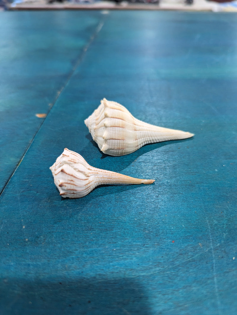 Busycoarctum coarctatum Turnip Whelk Pair