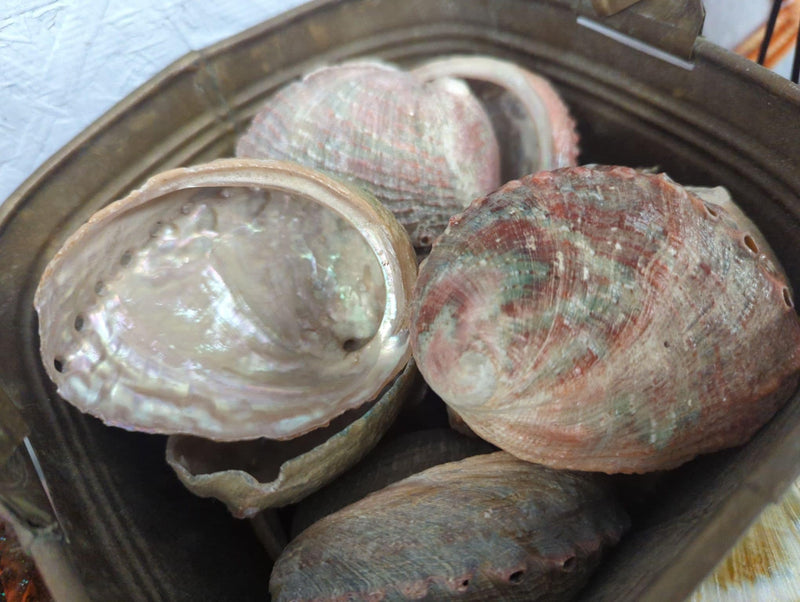 Natural Rust Sage Colored Abalone Haliotis 3-4"