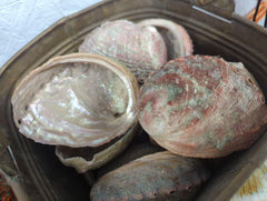 Natural Rust Sage Colored Abalone Haliotis 3-4