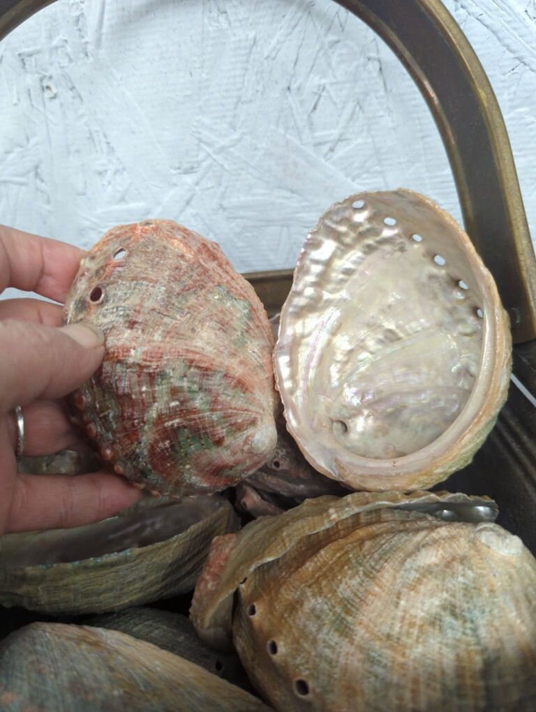 Natural Rust Sage Colored Abalone Haliotis 3-4"