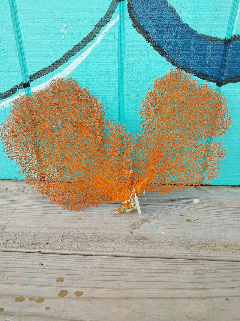 Dried Sea Fan Coral 18-22" Natural Red/Orange Tone