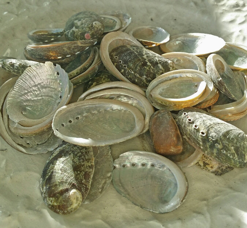 Baby Green Abalone Shells