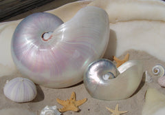 Pearl Finish Iridescent Chambered Nautilus Shell