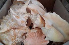 Strombus Gallus Hawk Wing - Rooster Tail Conch Shell 3.5