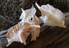 Strombus Gallus Hawk Wing - Rooster Tail Conch Shell 3.5