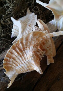 Strombus Gallus Hawk Wing - Rooster Tail Conch Shell 3.5"