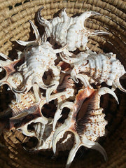 Rugosa Spider Conch Sea Shell Arthritic Spiny Seashells Mollusks Spiked Pointed Sharp Fingers Legs Ocean Collectible Oddities Science Geeks