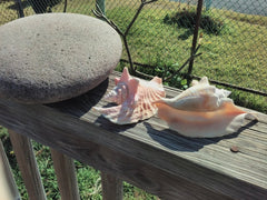 Strombus Gallus Hawk Wing - Rooster Tail Conch Shell 3.5