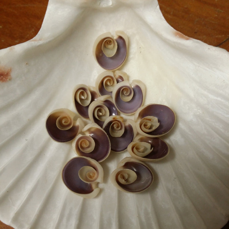 Sliced Cut Purple Cowry Shell