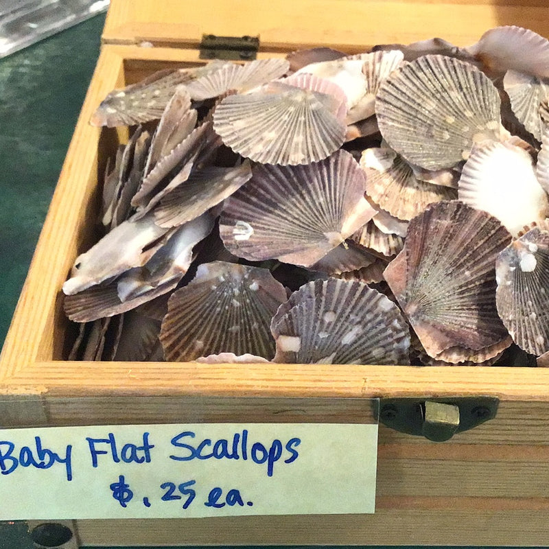Baby flat scallops