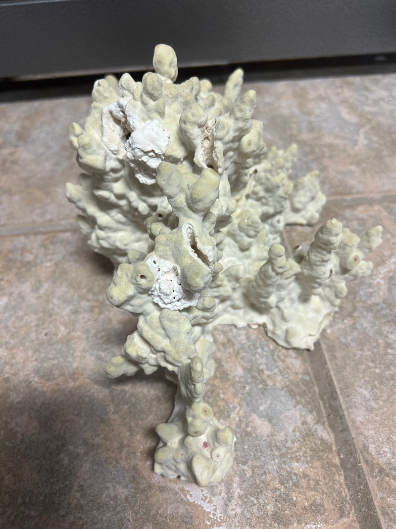 Vintage Fire Green Slab Coral- 12"