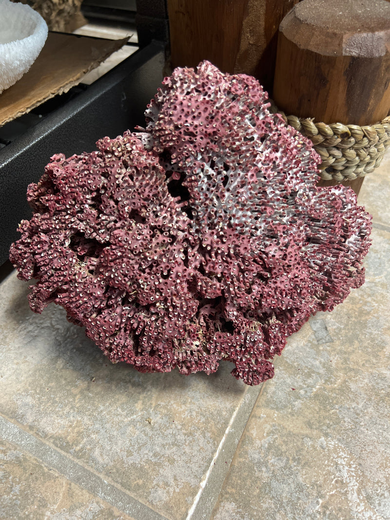 VIntage Raw Red Pipe Coral- 9"
