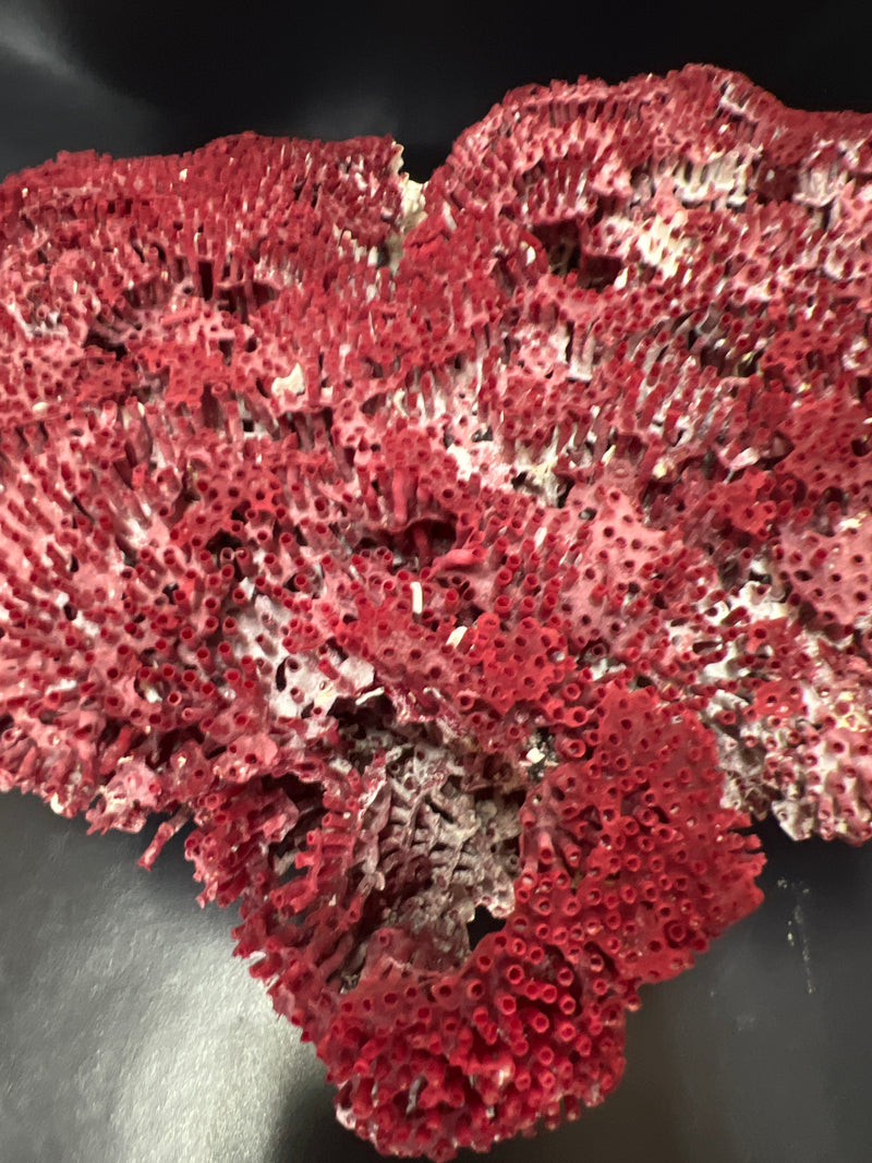 Vintage Red Pipe Coral- 9"