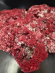 Vintage Red Pipe Coral- 9