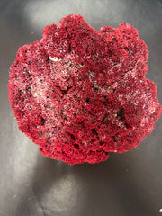 Vintage Red Pipe Coral- 9.5