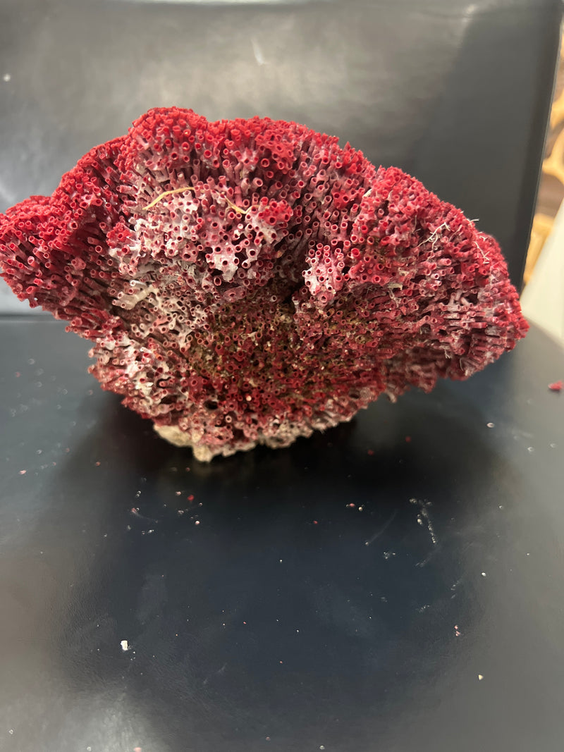 Vintage Red Pipe Coral- 9.5"