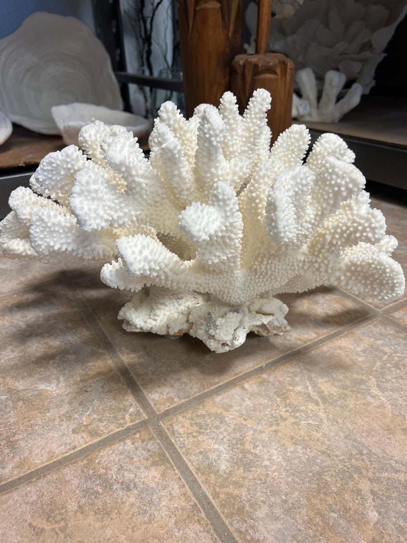 Vintage Cauliflower Coral- 20"