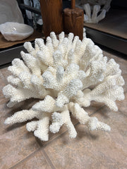 Vintage Cauliflower Coral- 20