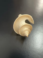 Japanese Wonder Shell