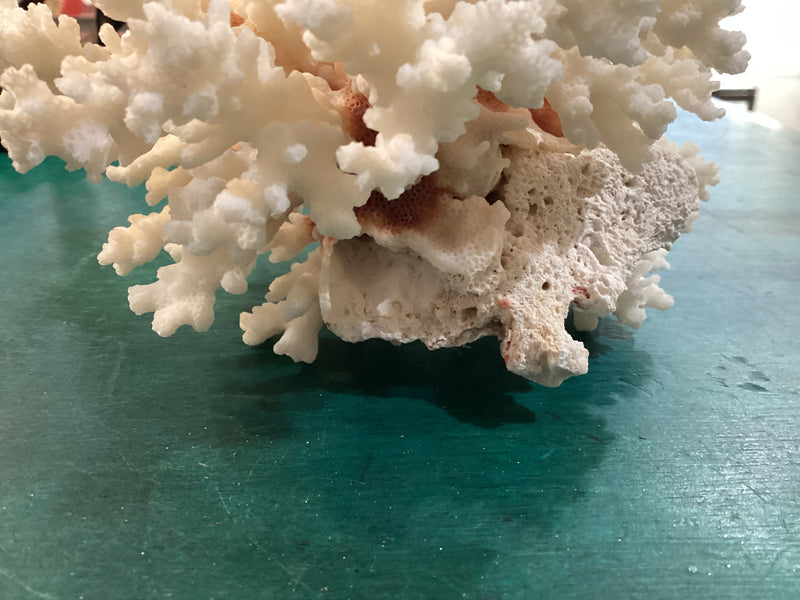 Vintage Brown Stem Coral