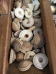 Mini Scallops Seashell Candy Fan Craft Shell, Display, Shell Art, Terrarium  Pk10