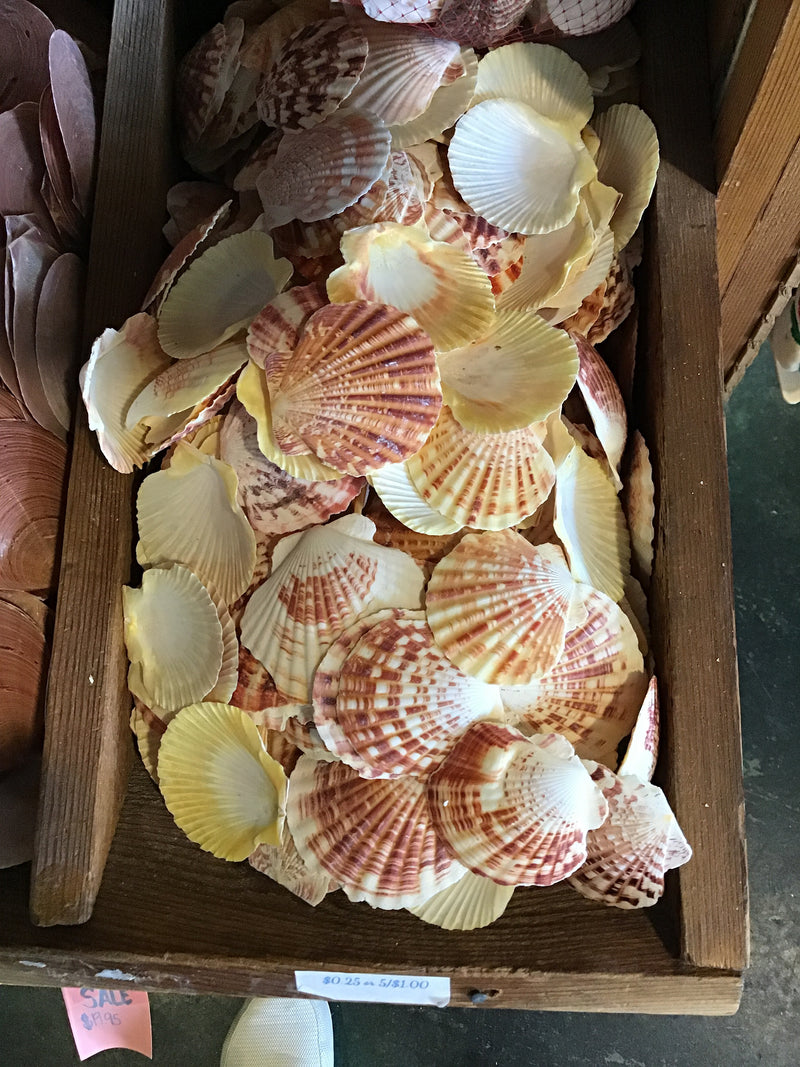 Lentigious pecten coral scallop shells