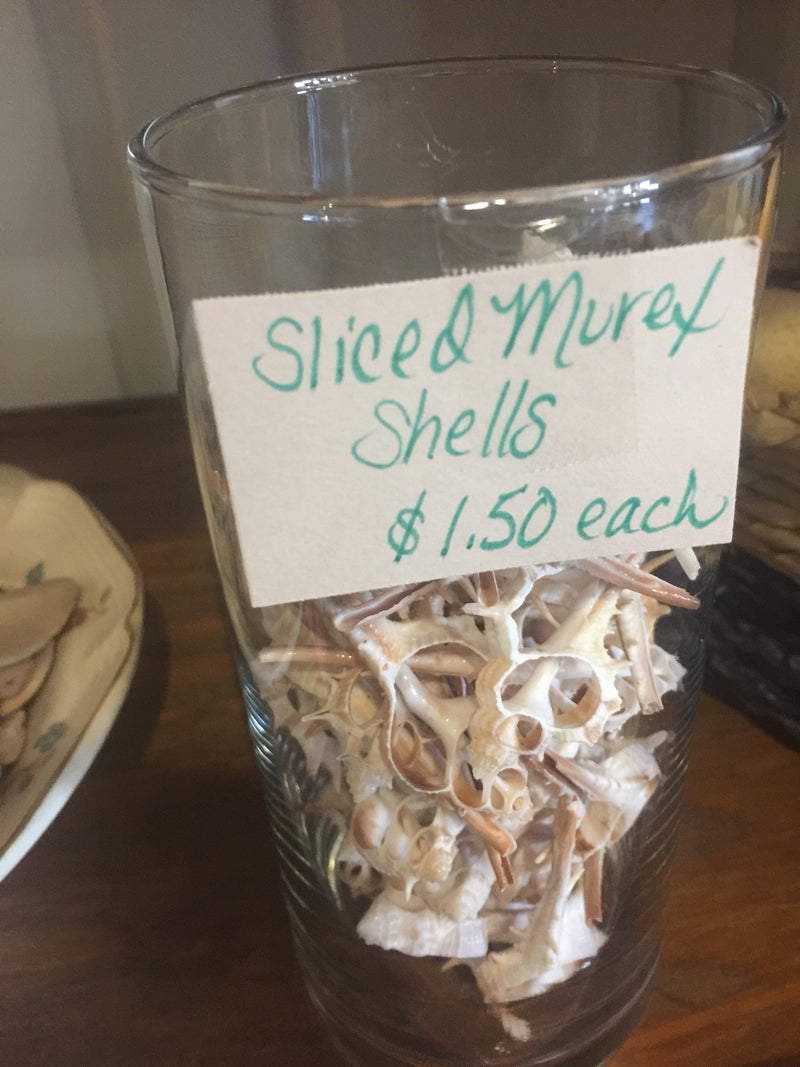 Sliced Cut Murex Shells
