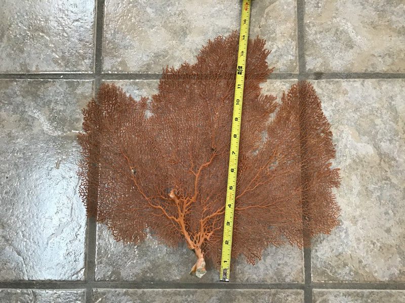 Orange Natural Dried Sea Fan Coral- 7-15 Natural Color of Rust