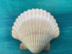 Mexican deep cup scallop Shell