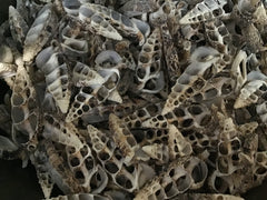 Sliced Cut Cerithium Alvco