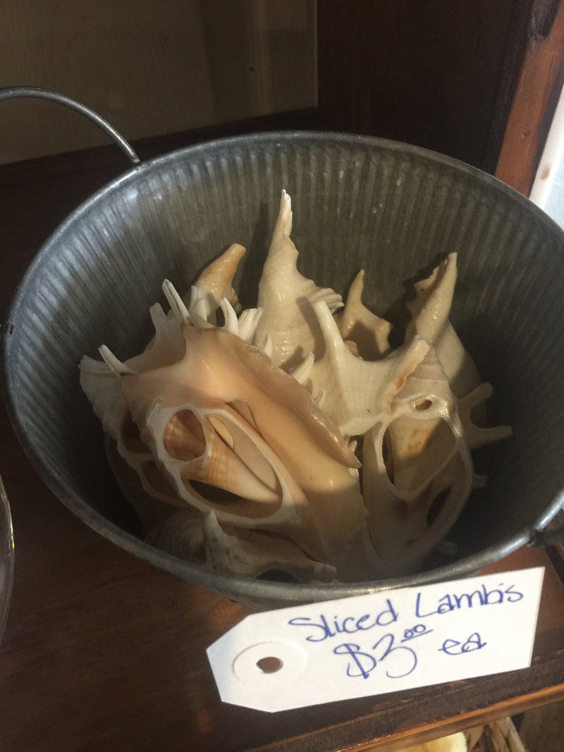 Sliced Cut Lambis Shells